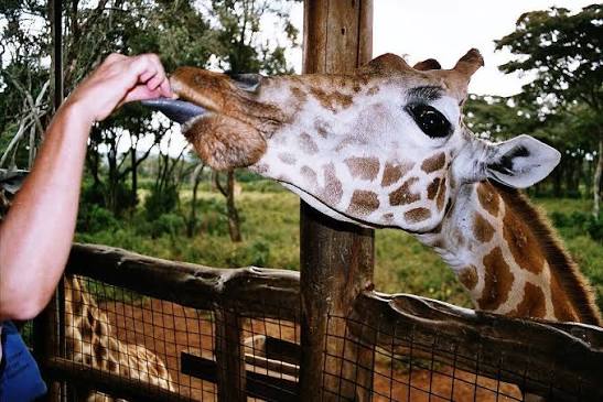 1 Day Nairobi Best Adventure Tour Gallery