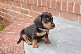 Black And Tan Mini Dachshund Pin On Hounds