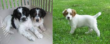 Newborn puppies are so cute! Houdini Llewellin Setters Bird Hunting Dogs For Sale