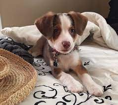 Miniature Australian Shepherd Beagle Mix Australian Shepherd Beagle Mix Australian Shepherd Puppies