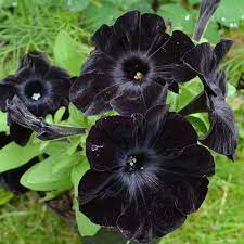 They would be nice in some settings, but a bit of planning would be in order. Top 27 Magical Black Flowers With Pictures You Must See Florgeous