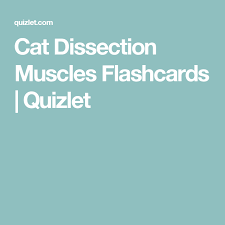 Quizlet Is A Great Resource For Students To Practice Learning The Many Muscles That Make Up The Human Body Study Tool Dissection Flashcards Spanish Phrases
