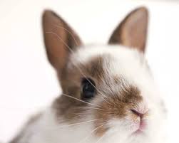 Pin By Meghan Hostnik On Pet Rabbit Cute Bunny Pictures Baby Bunnies Bunny Pictures