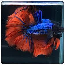 Orange Blue Dragon Halfmoon Betta Betta Betta Fish