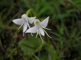 Image result for Habenaria adolphi