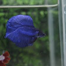 Pin On Betta Fish