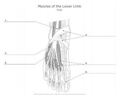 Each foot has 26 bones, 33 joints, 19 muscles, 10 tendons and 107 ligaments. Solved Muscles Of The Lower Limb Foot 1 2 3 5 Dart Co Chegg Com