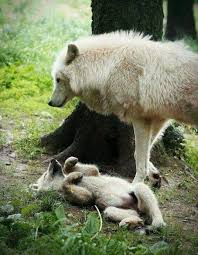 Pin By Stefania Dami On Lupi Animals Animals Beautiful Wild Dogs