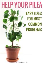 How to look after chinese money plant. Pilea Peperomioides Care Problems How To Revive Your Chinese Money Plant