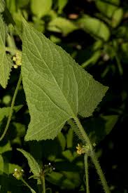 Image result for Cucumis maderaspatanus