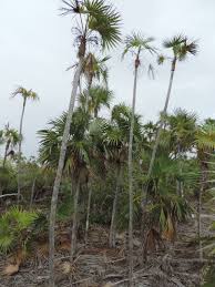 Image result for Coccothrinax