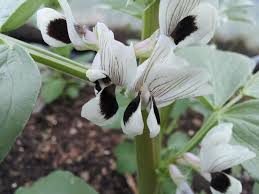 If you're lucky enough to find them at the market, try sauteing them to highlight their delicate flavor. Broad Fava Bean Flower Greenside Up