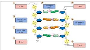 We did not find results for: Print Exam 3 Chs 5 Dna Structure And Replication Machinery 16 The Molecular Basis Of Inheritance Flashcards Easy Notecards