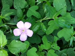 Image result for Dissotis