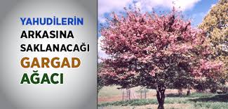 Garkad Agaci Agac Dunya Din