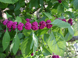 American beautyberries produce large clusters of purple berries, which birds and deer eat, thus distributing the seeds. Beautyberry American