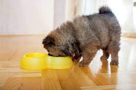 When Does My Puppy Finish Growing How Long Do Puppies Grow