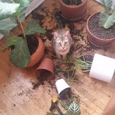 Sahiplerine Kucuk Surprizler Hazirlayan 25 Cilgin Hayvan Komik Kedi Resimleri Komik Hayvanlar Hayvan