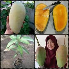 Pengusaha tanaman harum manis pertama di kelantan membuktikan mangga komersial terbabit juga mampu diusahakan di. Mangga Harum Manis Jumbo Blibli Com