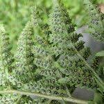 Image result for Dryopteris athamantica