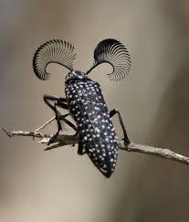 Black And White Wasp Like Insect Uk Meet The Feather Horned Beetle With Huge Bushy Eyebrows The Insects Bugs And Insects Beautiful Bugs