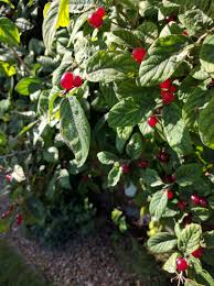 Masses of tiny red berries are produced twice a year. What Is This Low Growing Shrub With Small Bright Red Berries Gardening Landscaping Stack Exchange