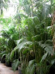 Image result for Dypsis