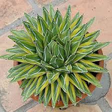 Agave Victoriae Reginae Golden Princess Succulent A Vic Reg Aurea Marginata Kazo Bana Plants Agave Plant Succulents