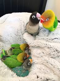 Big Birds You Can Have As Pets Maura On Twitter Remember Kiwi His Goth Gf Well Now She S His Goth Wife And They Have 4 Beautiful Half Goth Babies Pet Birds Birds Little Birds
