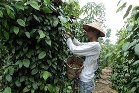 Pelajari tentang menanam tanaman ini di sini. Cara Budidaya Tanaman Lada Kabartani
