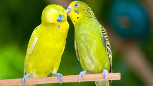 Free app download, app reviews, latest version updates Most Beautiful Love Birds Hd Wallpapers Data Src Love Birds Images Hd 1920x1080 Wallpaper Teahub Io