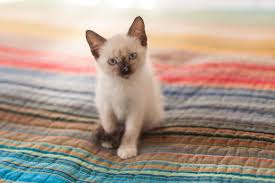Adopt a rescue cat through petcurious. 6 Ways To Care For Siamese Cats Siamese Of Day