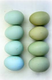 Birds That Lay Blue Eggs On The Ground Bird S Eggs Duck Egg Blue Color Inspiration Robins Egg Blue