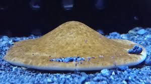 「カシパン」の画像検索結果