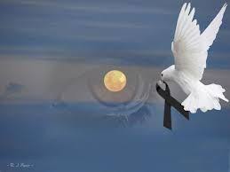 Imagen con fondo blanco de palomas blancas. Paloma De La Paz Imagen De Duelo Tarjetas De Condolencias