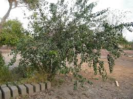Image result for Ximenia americana