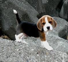 Please contact the breeders below to find beagle puppies for sale in virginia Beagle Puppies For Sale Charleston Wv 265091 Petzlover