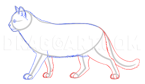 Brustbeutel von step by step. How To Draw Wild Cats Step By Step Drawing Guide By Makangeni Dragoart Com