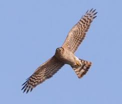 Images Of Uk Birds Of Prey In Flight Eurasian Sparrowhawk Birdforum Opus Sparrowhawk Spotted Woodpecker Bird