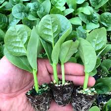 Image result for Basella alba