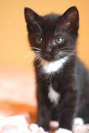 Dieser pinnwand folgen 465 nutzer auf pinterest. 13 Katze Schwarz Weiss Ideen Katze Schwarz Weiss Susse Katzen Katzen