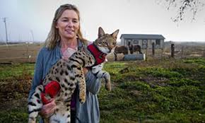 Meet Trouble, the worlds tallest cat (who is part African wildcat but is  docile as a kitten) | Daily Mail Online