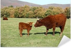 Sticker Ternero Con Vaca De Raza Salers Pixers Uk