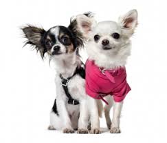 Chihuahua Nao Assusta Ninguem Por Seu Reduzido Tamanho Mas E Um Excelente Companheiro Manual Pet
