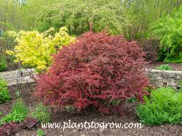 Image result for Berberis