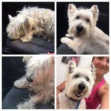 Nobody does the pet spa like happy tails! Happy Tails Dog Grooming 4347 W Kennedy Blvd Tampa Fl Pet Grooming Mapquest