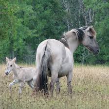 Crossword puzzle answers spotted as a horse. Pure Bred Race Horses Crossword Clue