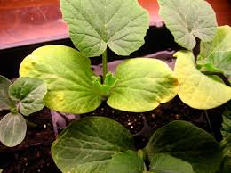 Check spelling or type a new query. Yellow Leaves On Your Seedlings Alberta Home Gardening
