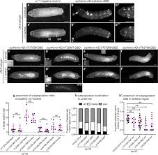 Browse the user profile and get inspired. Identification Of Functionally Distinct Macrophage Subpopulations In Drosophila Elife
