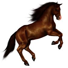 Image result for HORSE